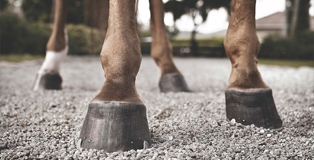 Hoof Care