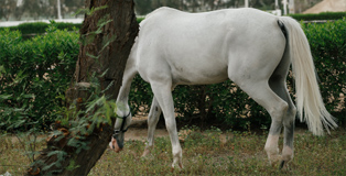 coat, Main & Tail Care