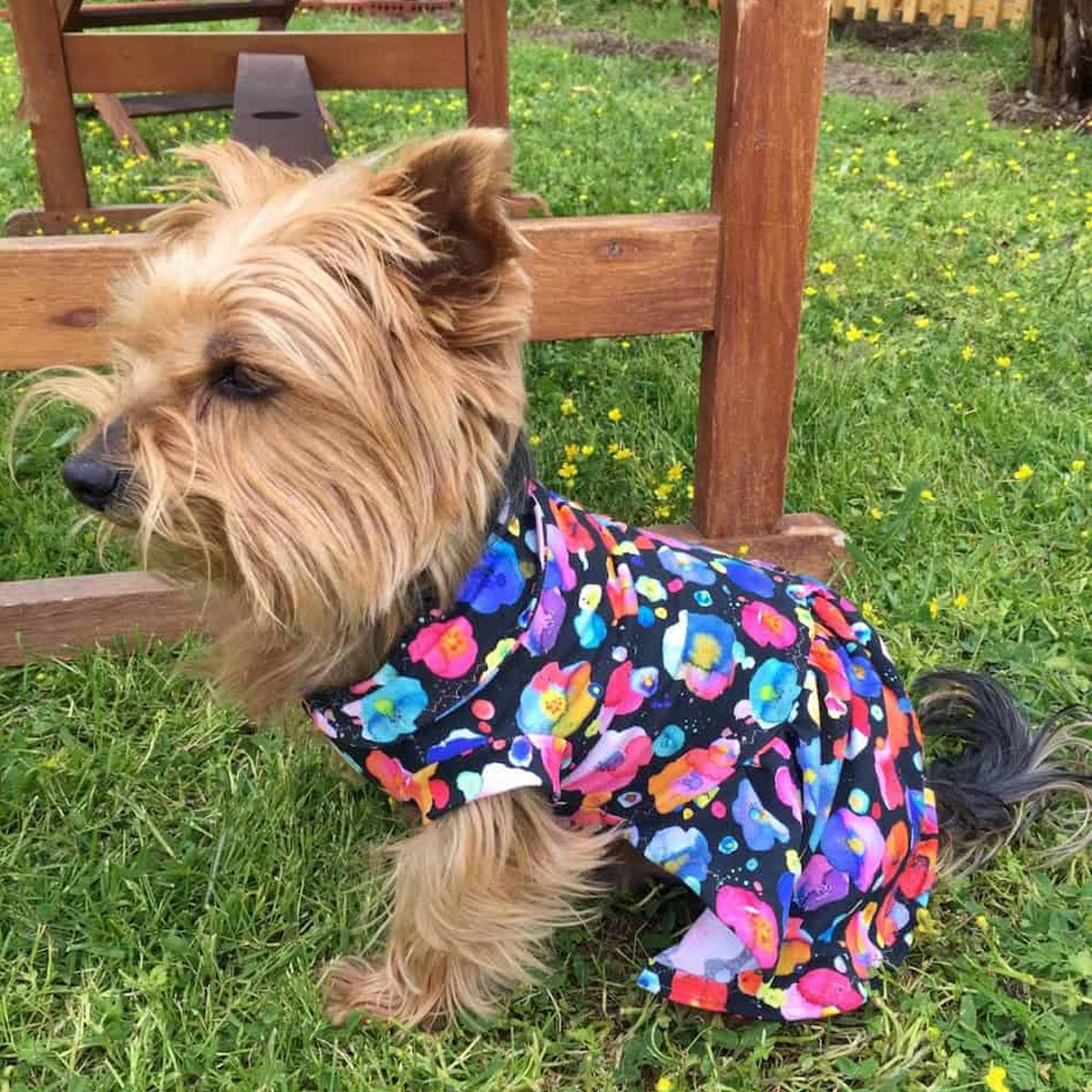 Oli and Lui Dog Dress Gypsy Time