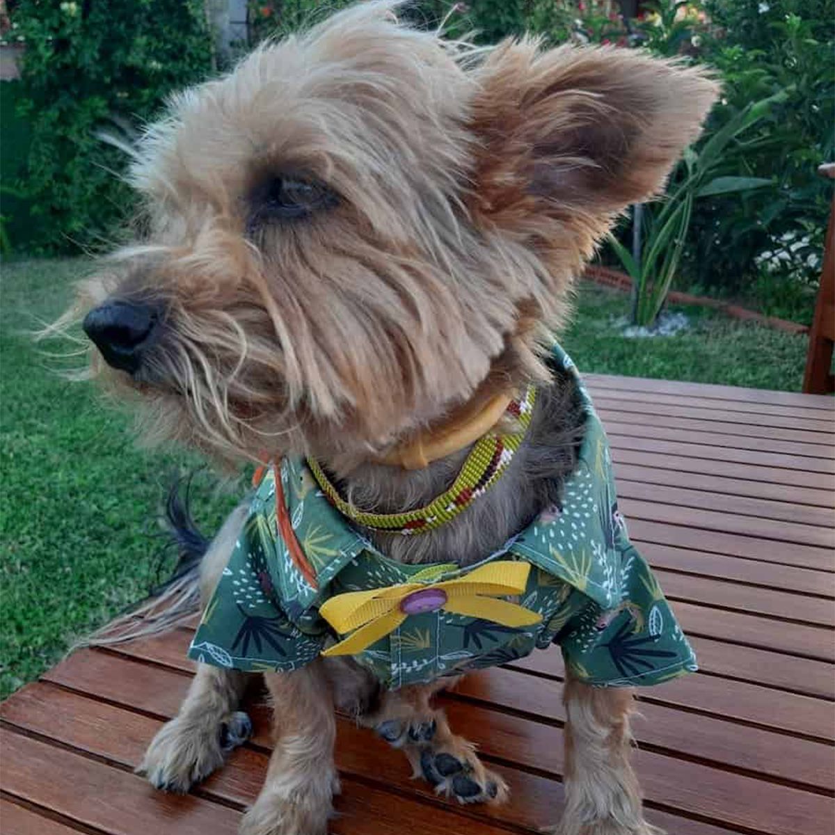 Oli and Lui Dog Shirt Parrot