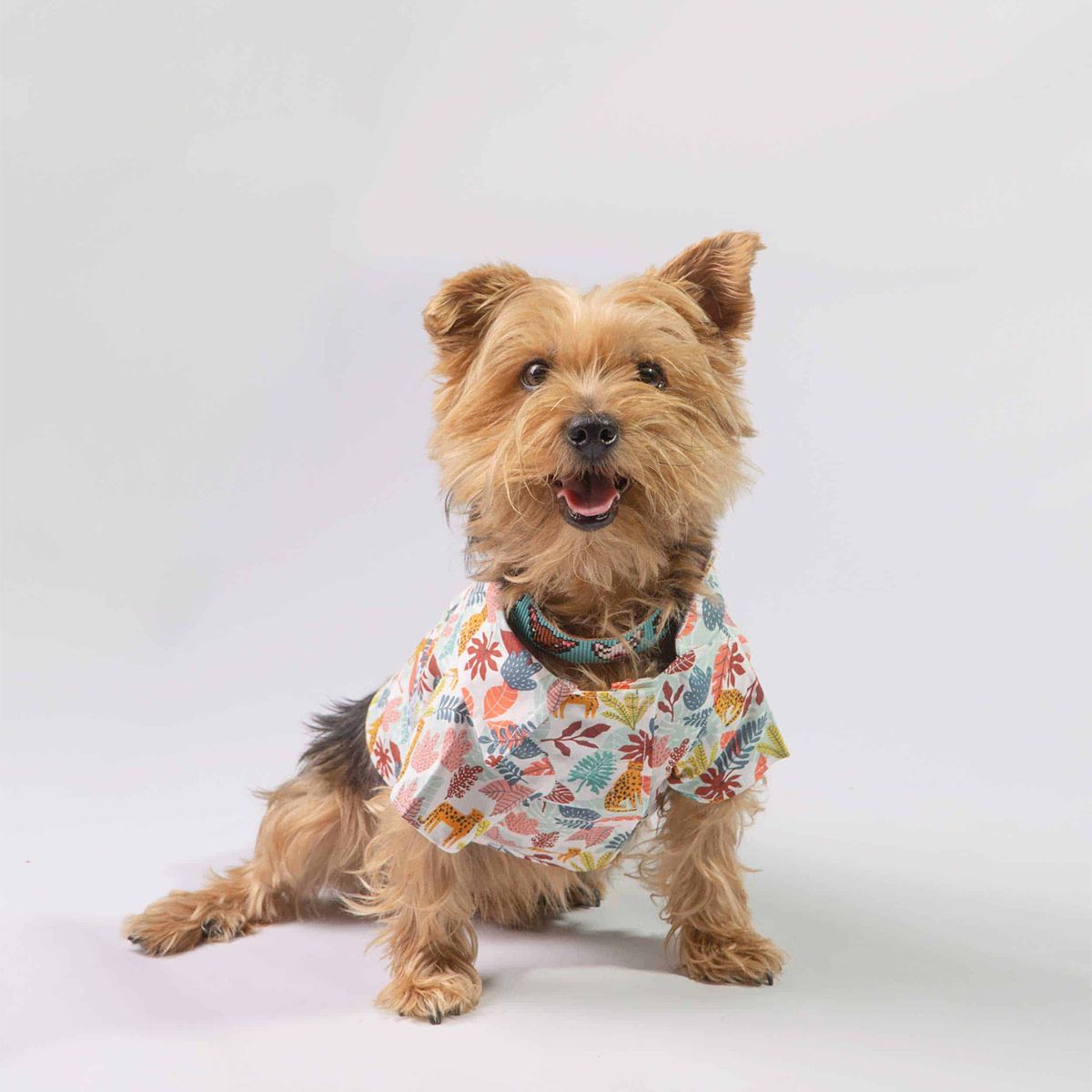 Oli and Lui Dog Shirt Safari