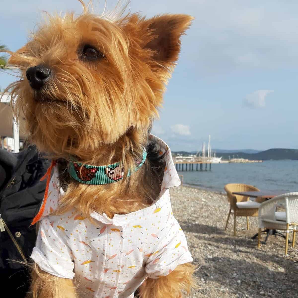 Oli and Lui Dog Necklace