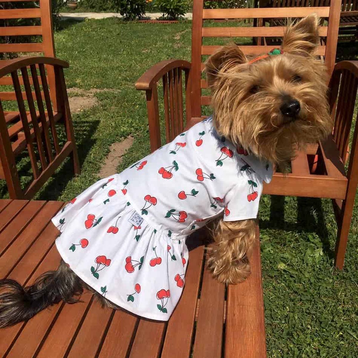 Oli and Lui Dog Dress Cherry Dress