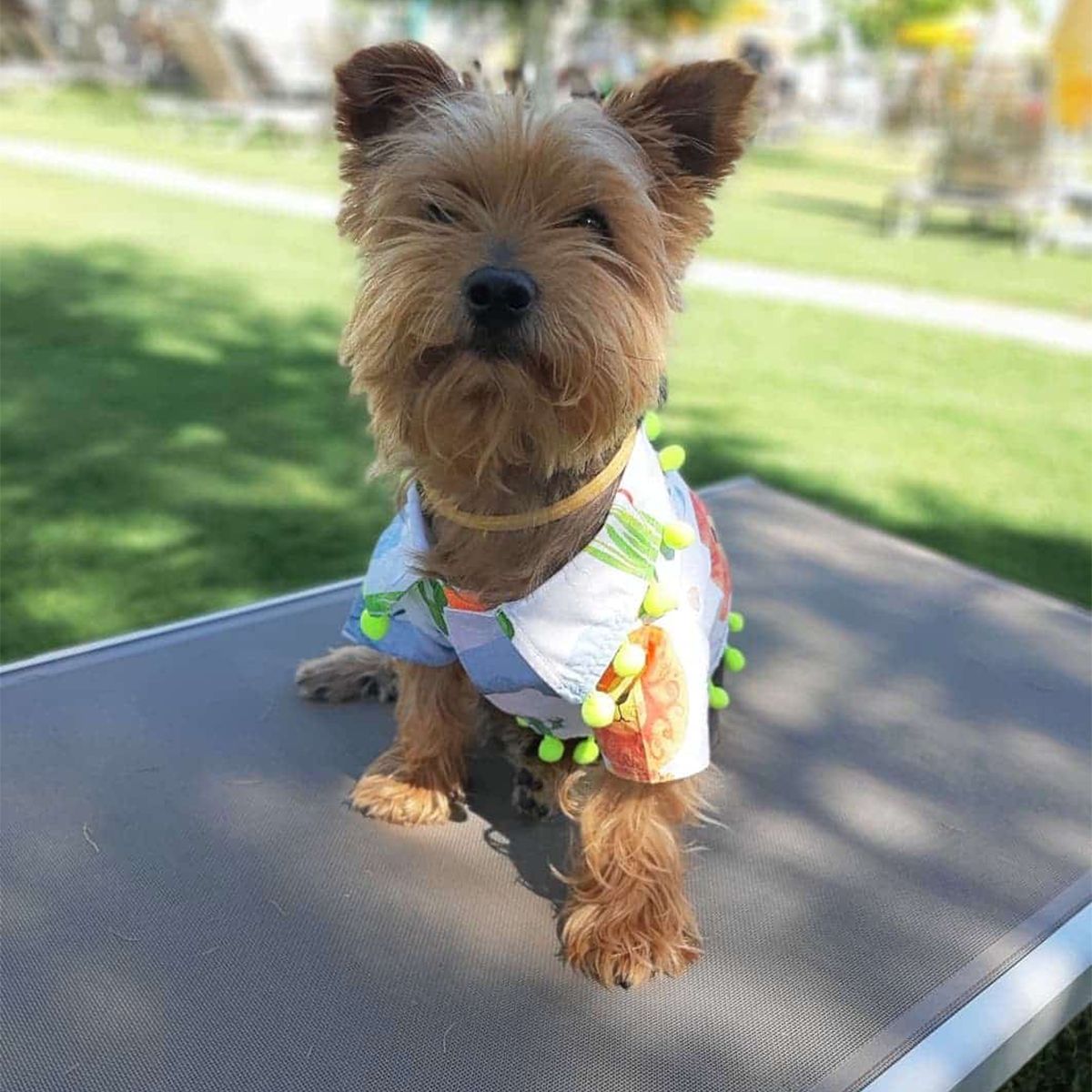 Oli and Lui Dog Shirt Jungle