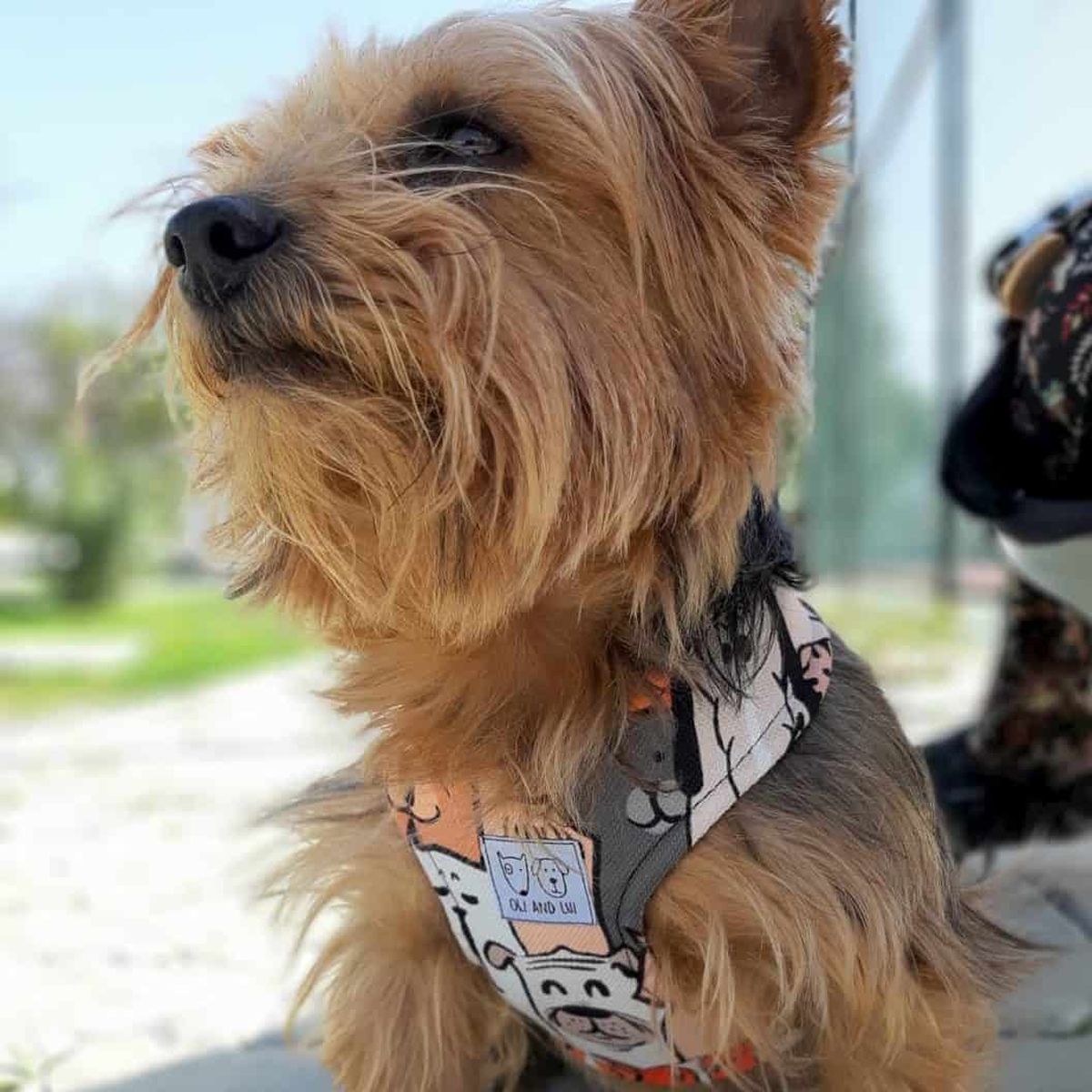Oli and Lui Dog Harness 