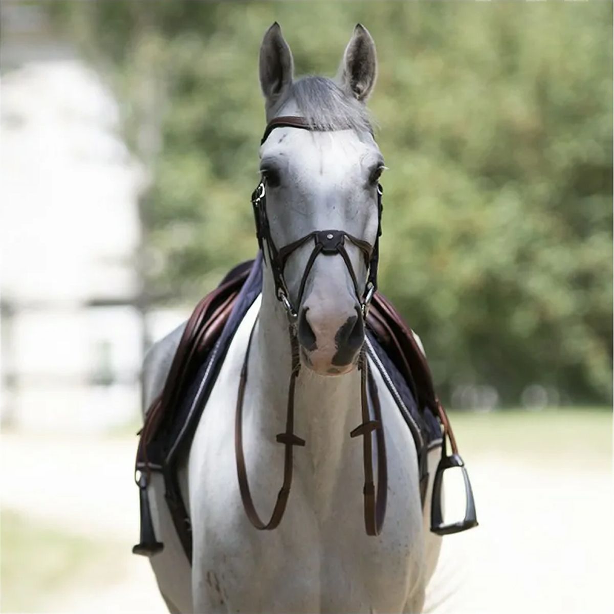 Antares Origin Fig 8 nose Bridle